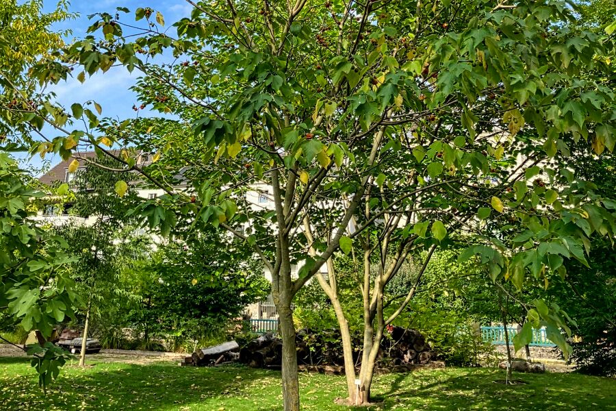 Japanischer Maulbeerbaum