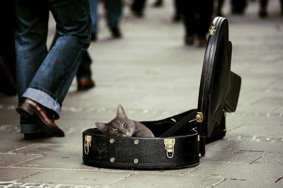 Katze in Gitarrenkoffer