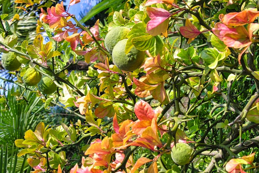Bitterorangen am Baum