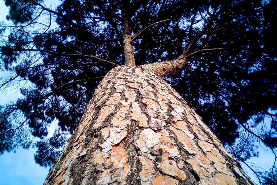 Chinesische Tempelkiefer